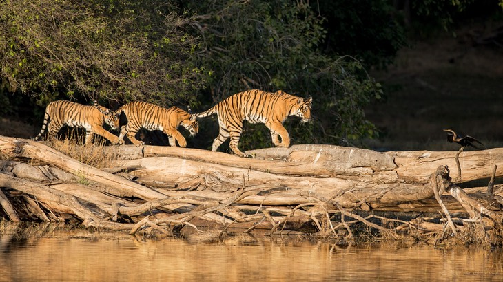 bengal tiger