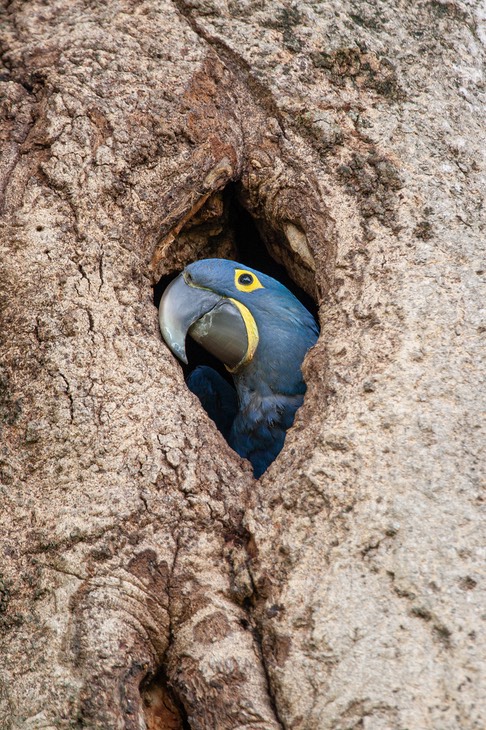 hyacinth macaw