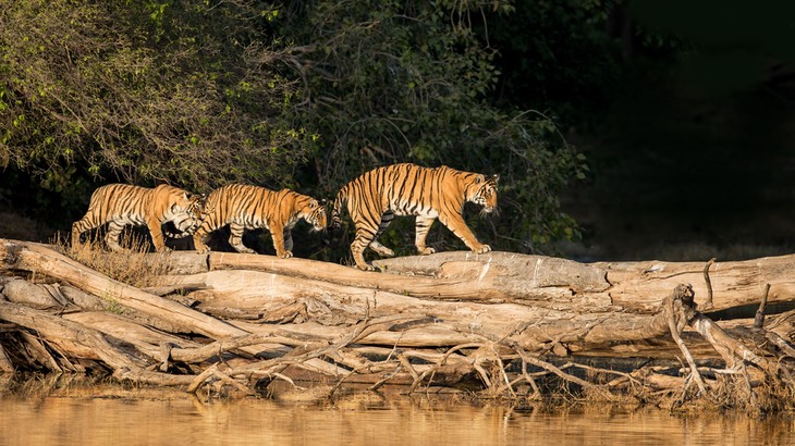 bengal tiger