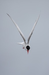 arctic tern