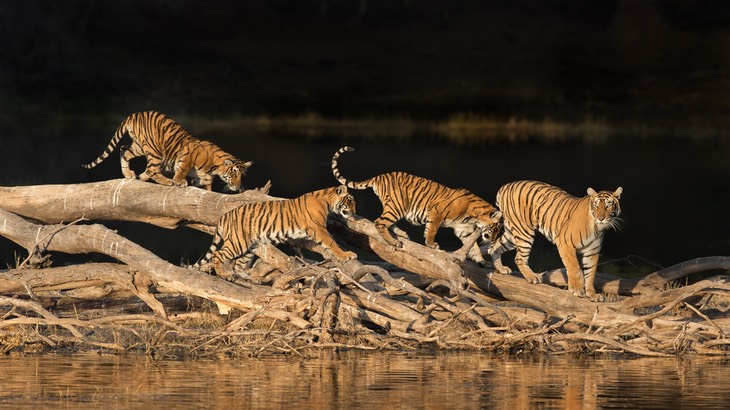 bengal tiger