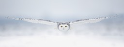 snowy owl