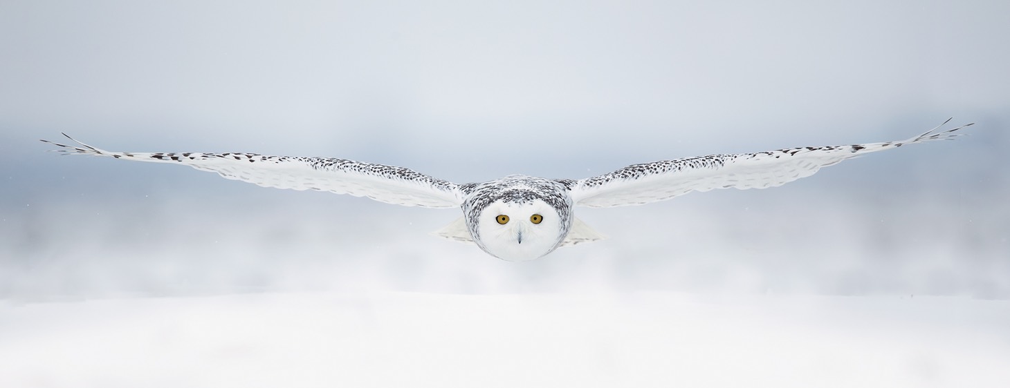 snowy owl