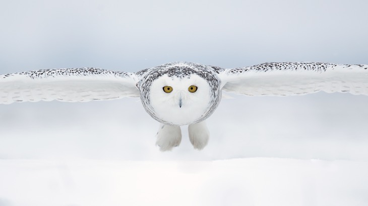 snowy owl