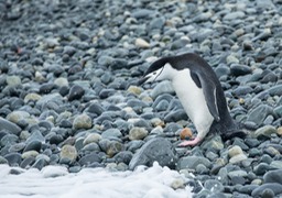 chinstrap penguin