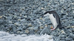 chinstrap penguin