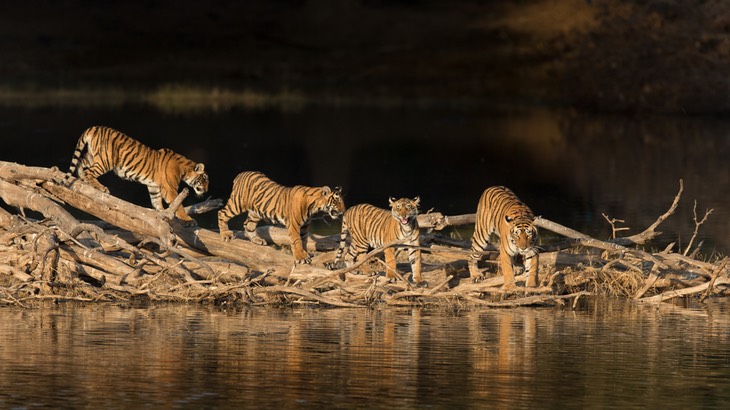 bengal tiger