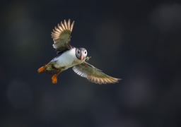 puffin