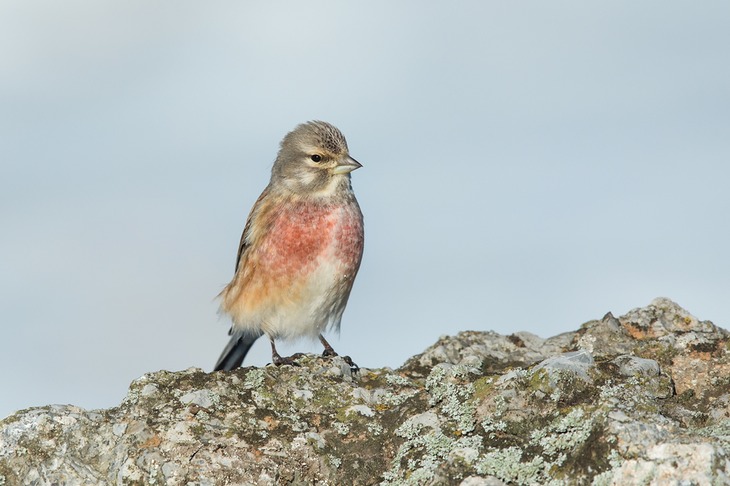 linnet