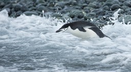 chinstrap penguin