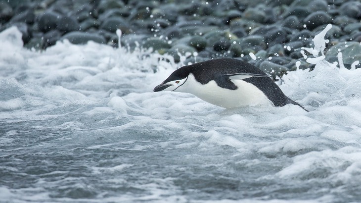 chinstrap penguin