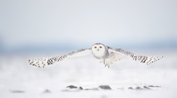 snowy owl