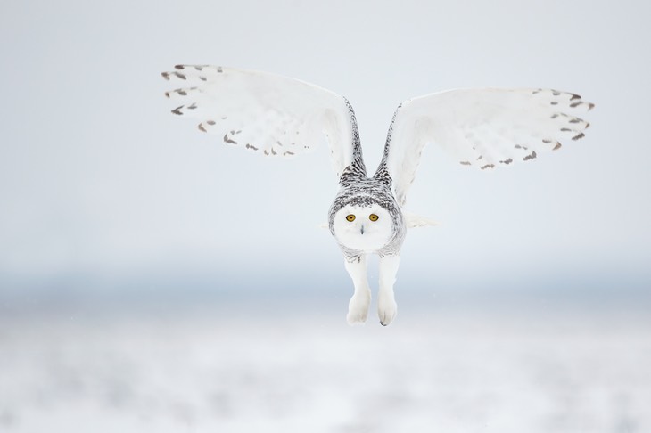 snowy owl