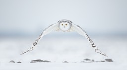 snowy owl