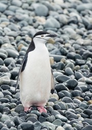 chinstrap penguin