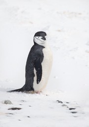 chinstrap penguin