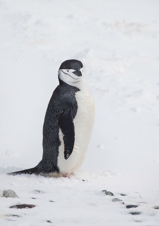 chinstrap penguin