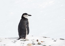 chinstrap penguin