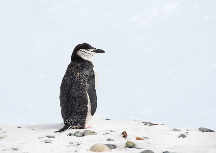 chinstrap penguin