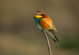 european bee eater