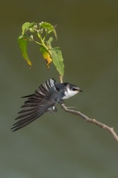 white winged swallow