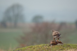 common buzzard