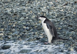 chinstrap penguin