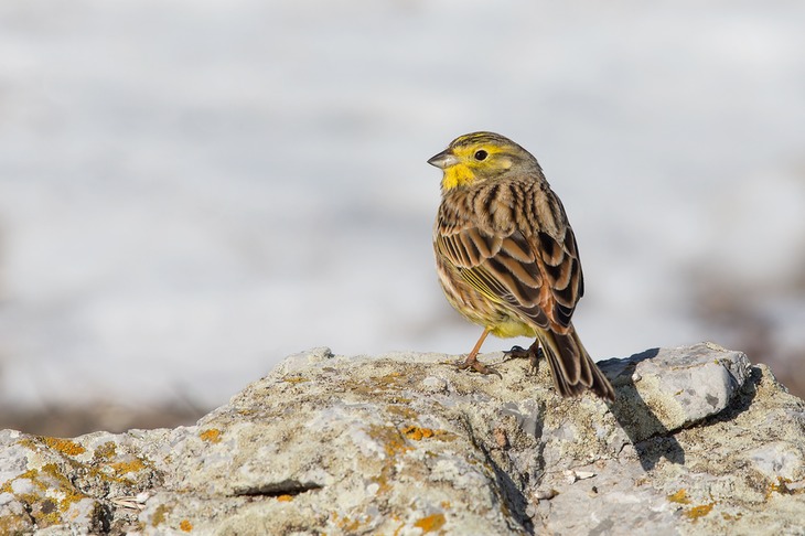 yellowhammer