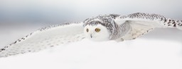 snowy owl