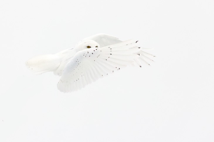 snowy owl