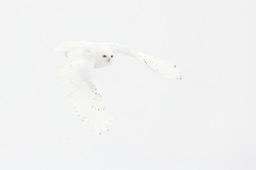 snowy owl