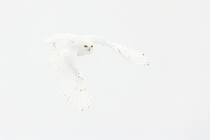 snowy owl