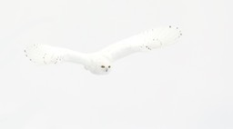 snowy owl