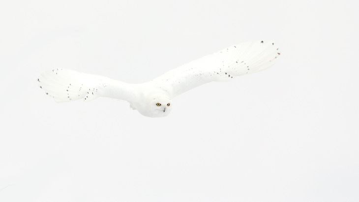 snowy owl