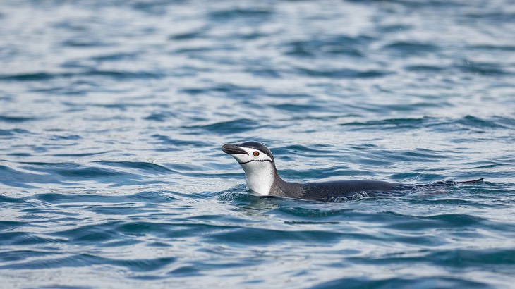 chinstrap penguin