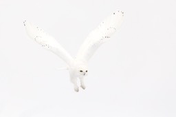 snowy owl