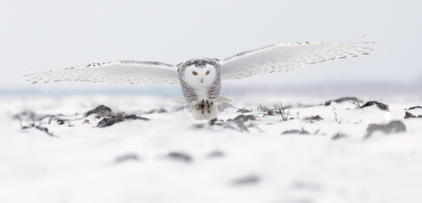 snowy owl