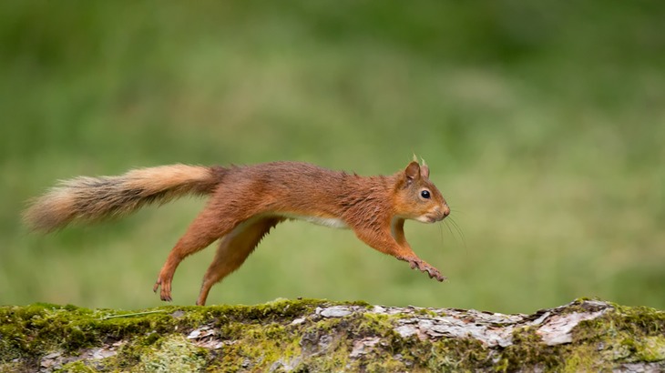 red squirrel