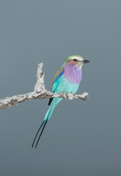 lilac breasted roller