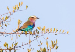 lilac breasted roller