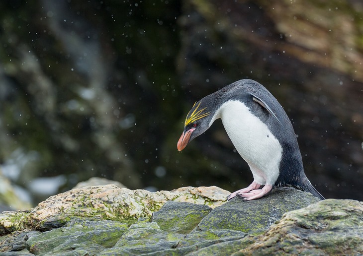 macaroni penguin