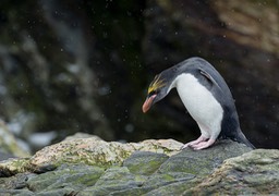 macaroni penguin