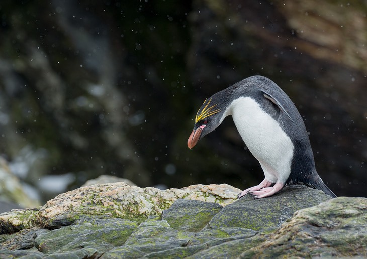 macaroni penguin