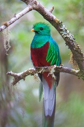 resplendent quetzal