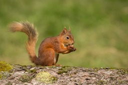 red squirrel