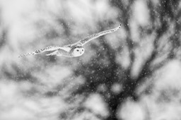 snowy owl