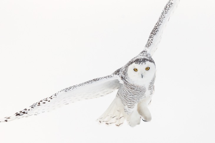 snowy owl