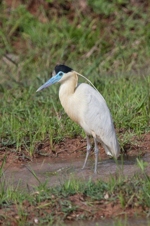 capped heron