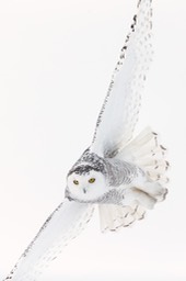 snowy owl