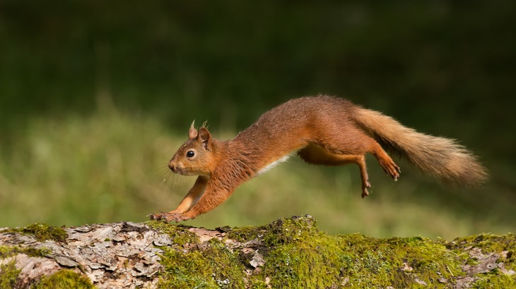 red squirrel